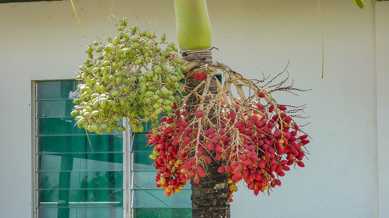 Des fruits d'awara sur le régime